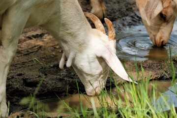 Watering goat's thirst to drink animal water summer drought