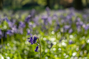 A close up of a bluebell with more bluebells in the background