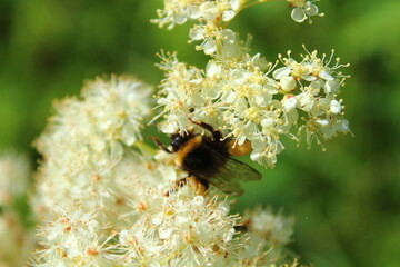 Hummel an einem Mädesüß