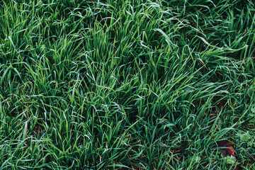 Fresh green grass background