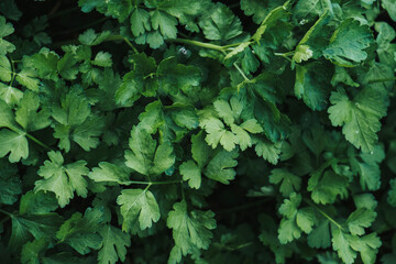 Closeup of green parsley leaves background	