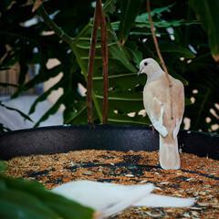 Bird near a feeding trough in a botanical garden close-up