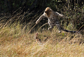 Leopard hunting a hare, Masai Mara