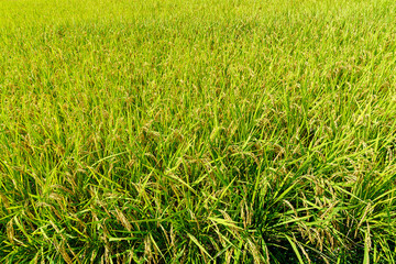 Obraz premium 田んぼ 稲 実りの秋