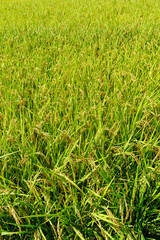 田んぼ 稲 実りの秋