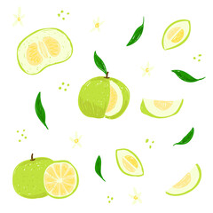 Sweetie citrus vector illustration set. Oroblanco hand drawn collection. Whole sweetie, half section, cut oroblanco, sliced citrus