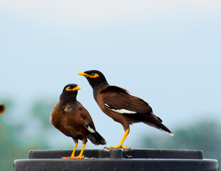 red winged blackbird pair 