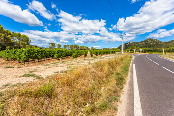 Route et vignes aux alentours du Pic Saint-Loup, France 
