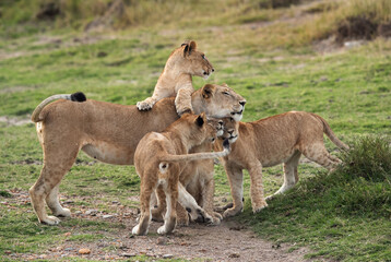Obraz na płótnie Canvas Lioness and her cubs at Masai Mara, Kenya