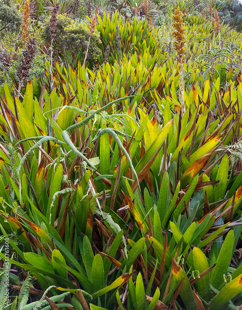 Canvas Prints dense exotic vegetation