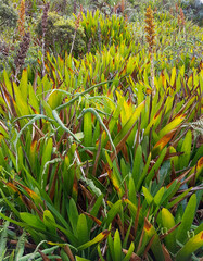 dense exotic vegetation