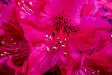 pink flowers closeup