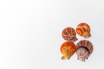 
Four orange-brown seashells in the lower right corner of a white horizontal background with place for text.