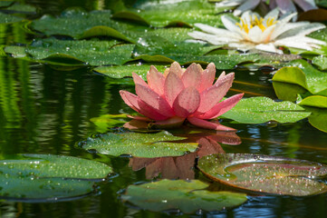 Magic big bright pink water lily or lotus flower Perry's Orange Sunset in garden pond. Nymphaea reflected in water. Flower landscape for nature wallpaper with copy space. Selective focus