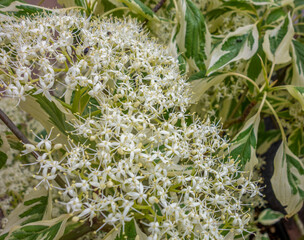 white flowers closeup
