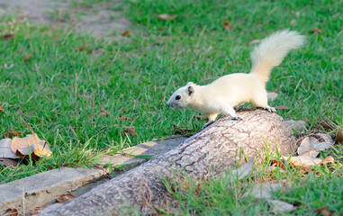 White Squirrel