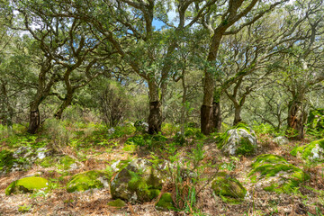 Bosque jurásico en el interior del parque natural de los alcornocales, Andalucía