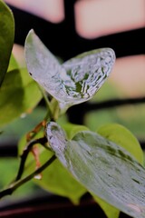 purple flower with dew drops and water on leaf.