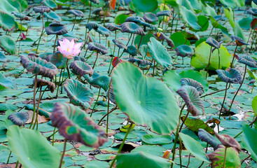 A Solitary Lotus Flower on a Pond of Lily Pads