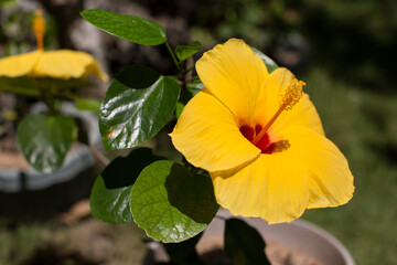Hibiscus Gumamela yellow flower , flora of the Philippines, gardening and planting flowers
