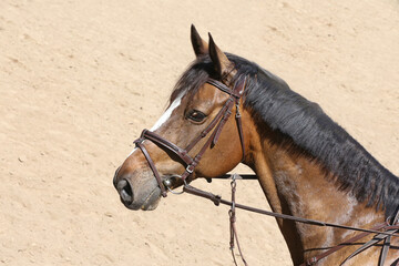 Head of a jumper horse against natural background of contest