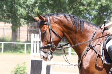 Head of a jumper horse against natural background of contest