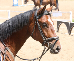 Head of a jumper horse against natural background of contest