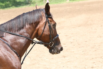 Head of a jumper horse against natural background of contest
