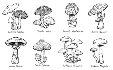 Set of Forest types of poisonous mushrooms collection, edible and non-edible boletus in retro sketch style. All elements isolated