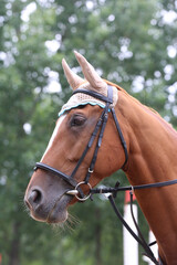Head of a jumper horse against natural background of contest
