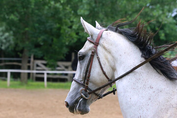 Head of a jumper horse against natural background of contest
