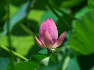 ハスの花のつぼみ　7月