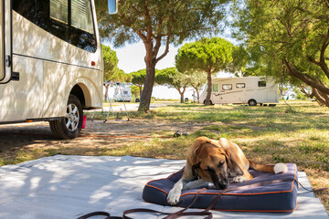 Chien devant le mobil-home - Vacances camping France