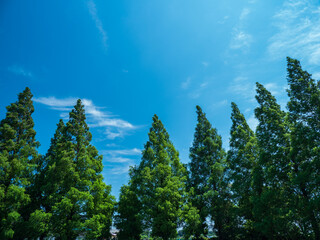 初夏の青空と針葉樹の森