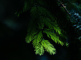 Fototapeta na wymiar 光を受けて緑色に輝く針葉樹の葉　7月