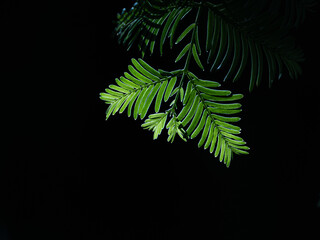 光を受けて緑色に輝く針葉樹の葉　7月