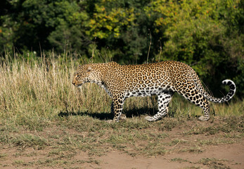 Leopard Koboso at Masai Mara, Kenya
