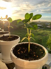 Growing plants in pots