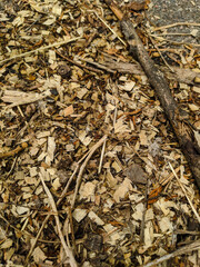 Sawdust left by someone on the pavement