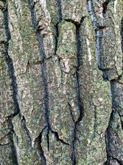 Textured bark of an old tree covered with moss
