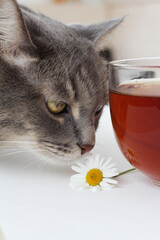 cat with a cup of tea