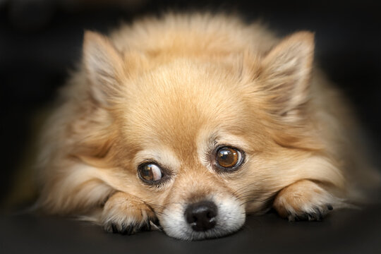 Close up of the head of a chihuahua in dark background