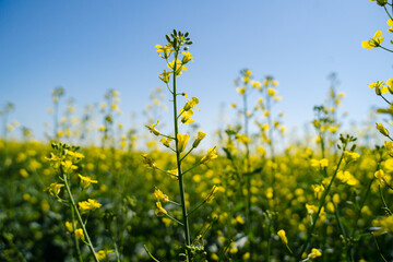 Fototapeta premium Growing flowering rapeseed in the oil field in summer