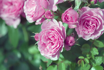 beautiful pink violet roses in spring rose garden