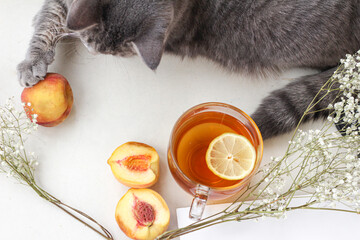 cat and tea