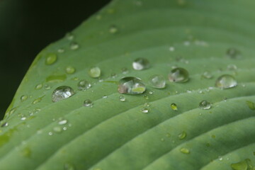 Fototapeta na wymiar Raindrops on a green leaf