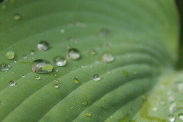 Fototapeta na wymiar Raindrops on a green leaf