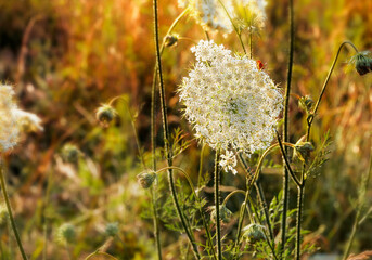 Blick auf eine naturbelassenen Sommerwiese im letzten Sonnenlicht,