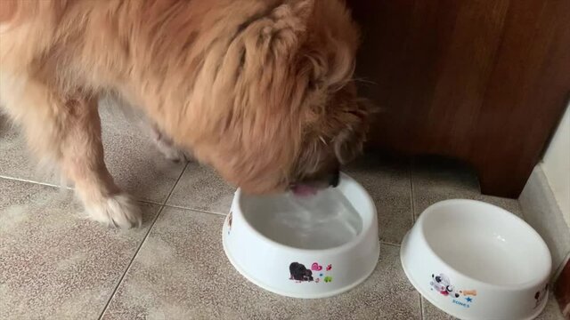 dog in the kitchen drinking from his bowl of water