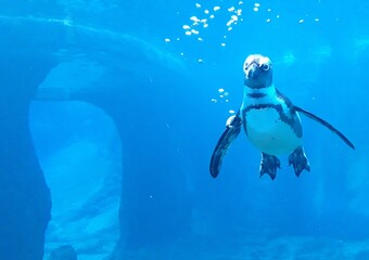 Cudowny pingwinek w Oceanarium  - obrazy, fototapety, plakaty